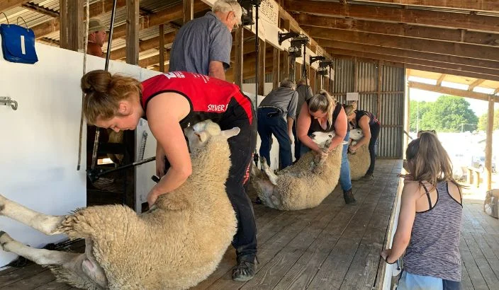 Shearing news