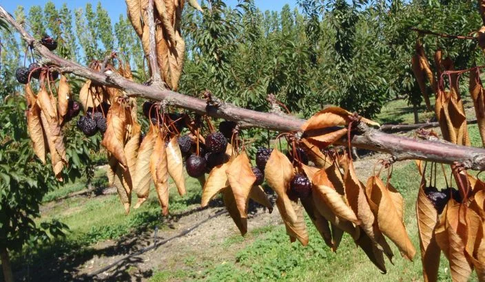 Promising results in bacterial disease work