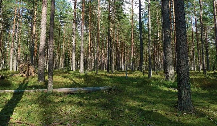 Carbon forestry loopholes must be closed