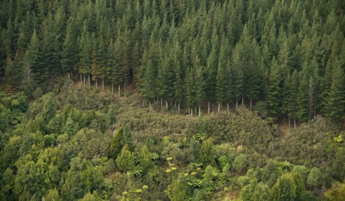 Opinion: Winter brings relief in log prices but fresh tensions on the home front