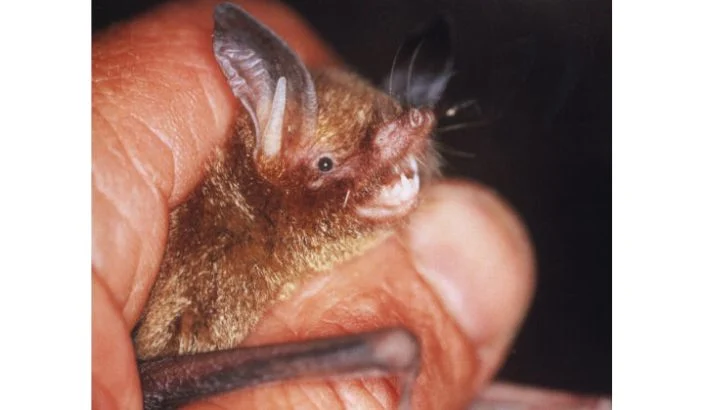 Bat population thriving