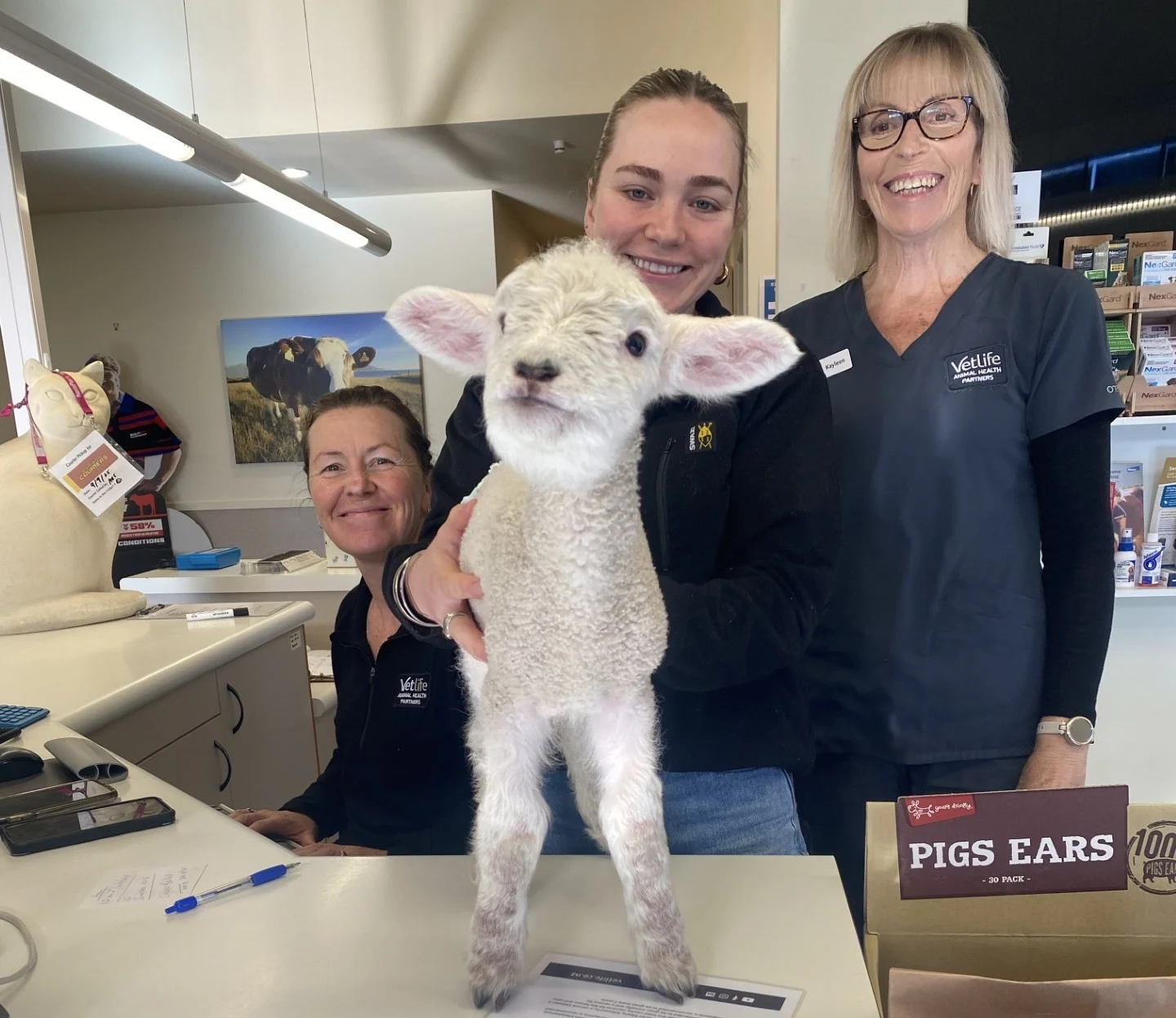 Lamb beats odds after being born during storm