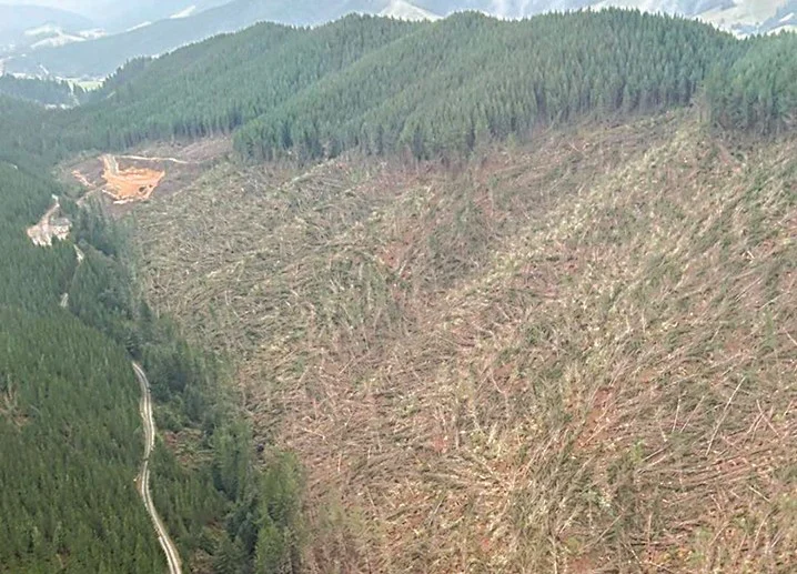 ‘Complex’ recovery mission for forestry