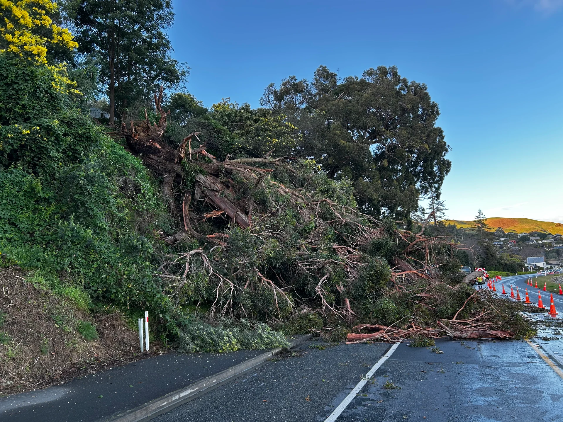 Tree falls on SH6 Atawhai