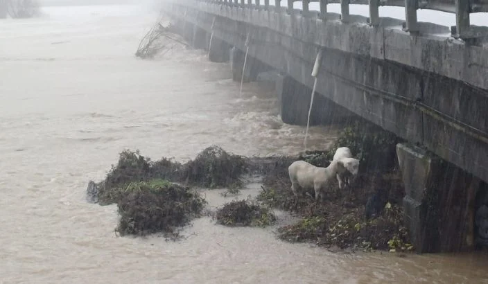 A happy ending for these bedraggled creatures