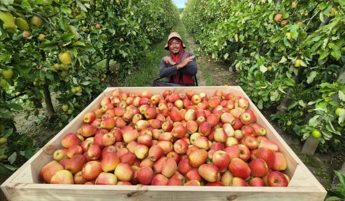 Weather woes hit harvest