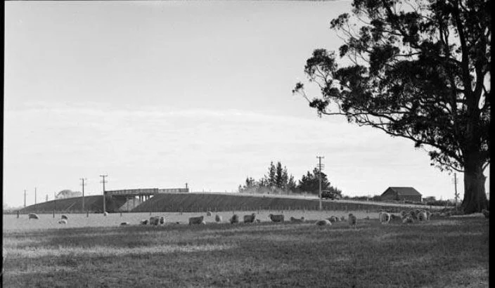 The story behind Richmond’s historic gum trees
