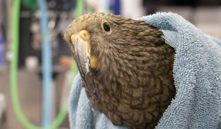Shot kea released