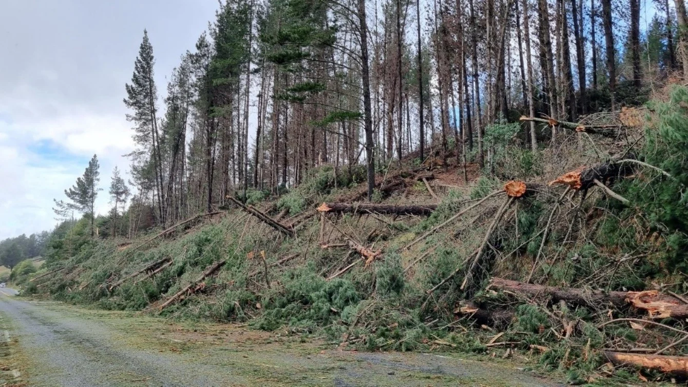 Work begins to remove 'dangerous trees' from Spooners