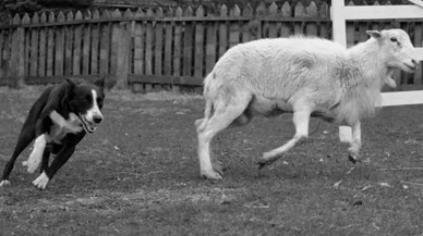 History: Tākaka club improves sheepdog trialling