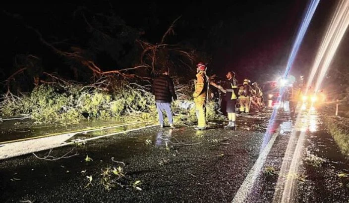 Shock as tree falls on driver