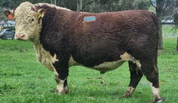 Bull sales are buoyant