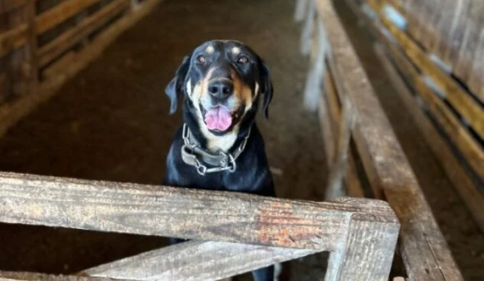 Calling all huntaway and heading dog owners