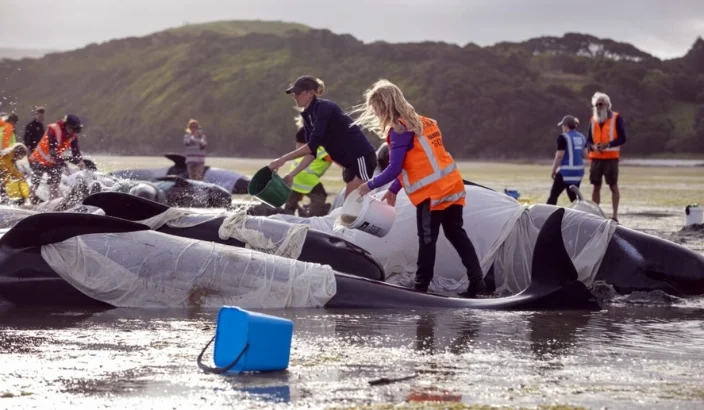 Locals urged to train as Marine Mammal Medics