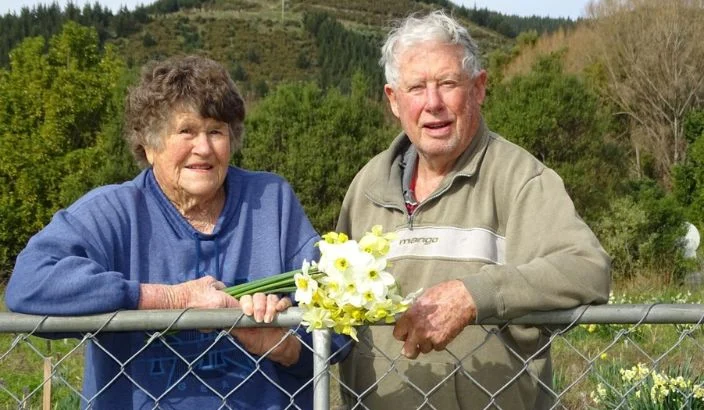 An 80-year obsession with daffodils
