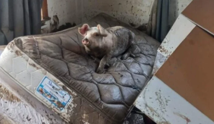 Lucky little pig spreads message of hope to Tasman