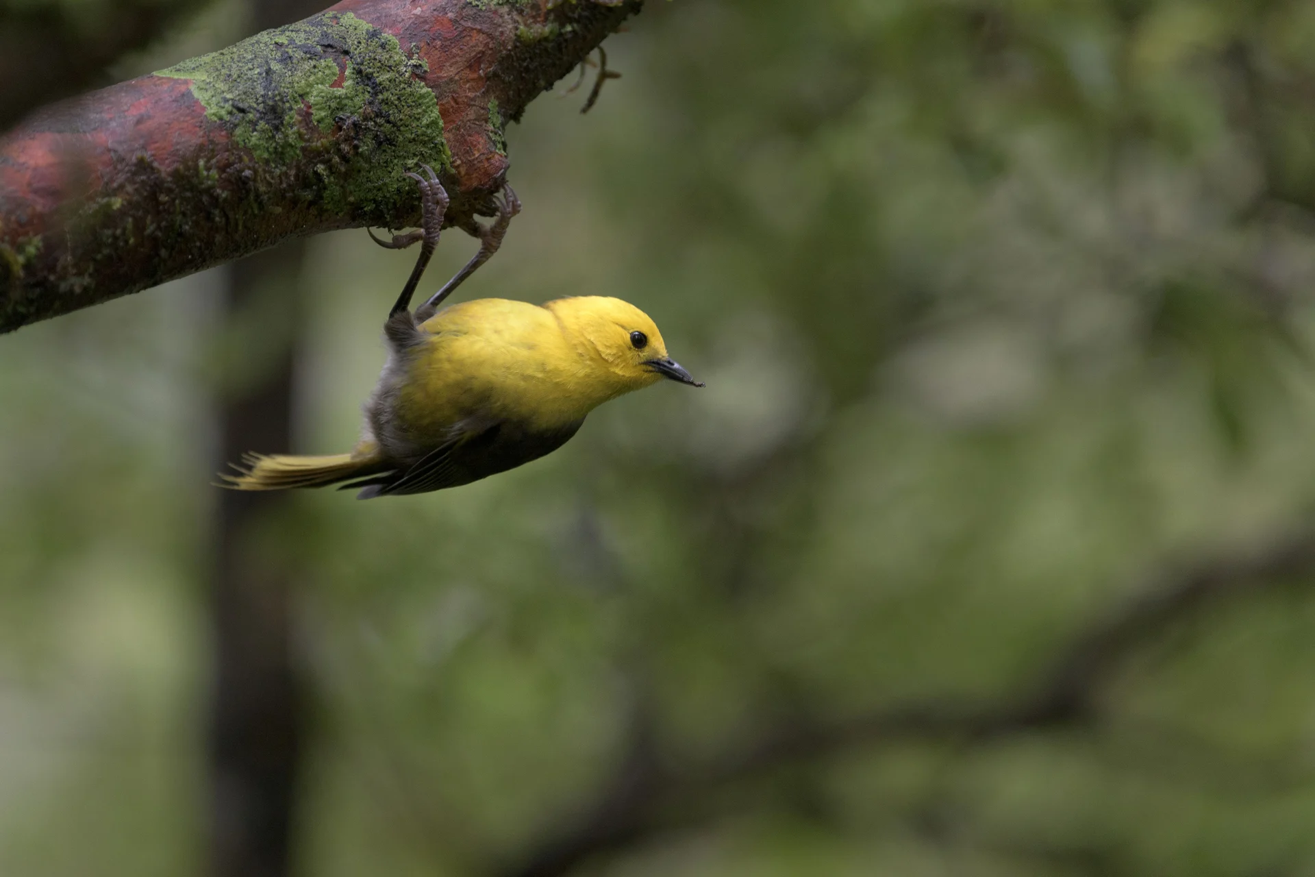 DOC ramps up aerial pest control ahead of ‘major mast’