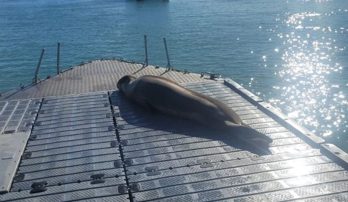Sunbathing leopard seal at Māpua