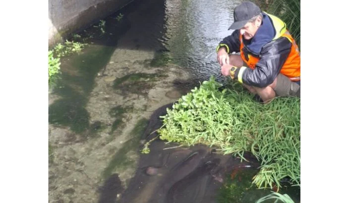 Cameras eyed to nab eel culprits
