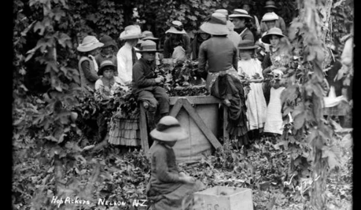 Education vs industry at hop harvest time