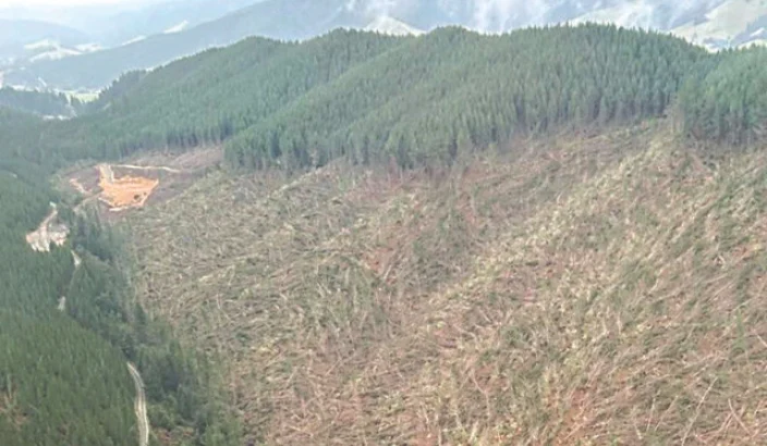 ‘Urgent’ timber recovery effort underway