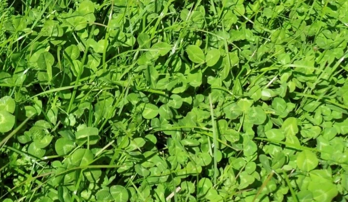 The end of cheap nitrogen?