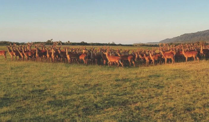 How West Coast farmers are making NZFAP work
