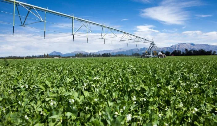 Turning English passion into proper mushy peas