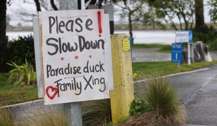 Ducking slow down