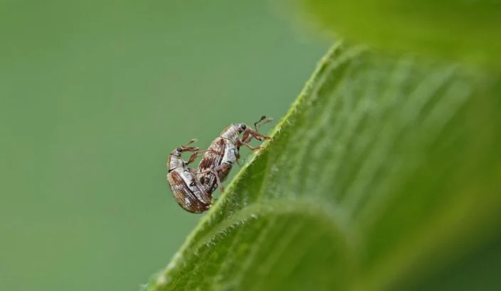 Camera captures weevil canoodle