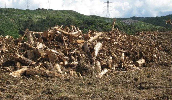 Forests to fuel could slash electricity problems