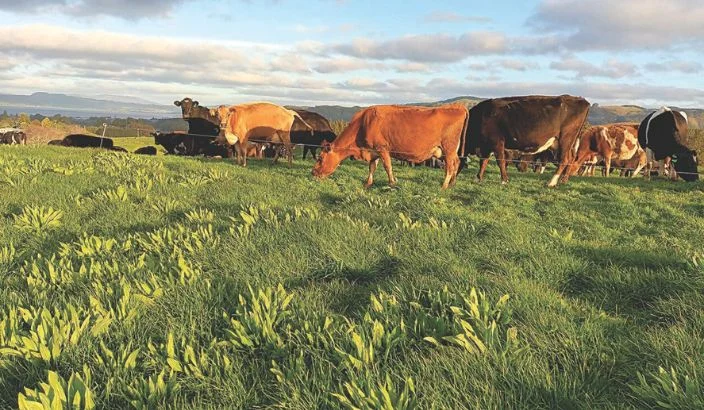 Latest plantain trial shows role in reducing nitrogen leaching