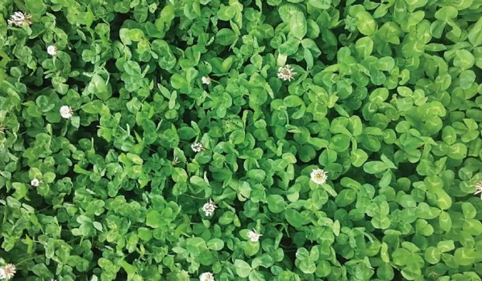 White clover, an essential survival item