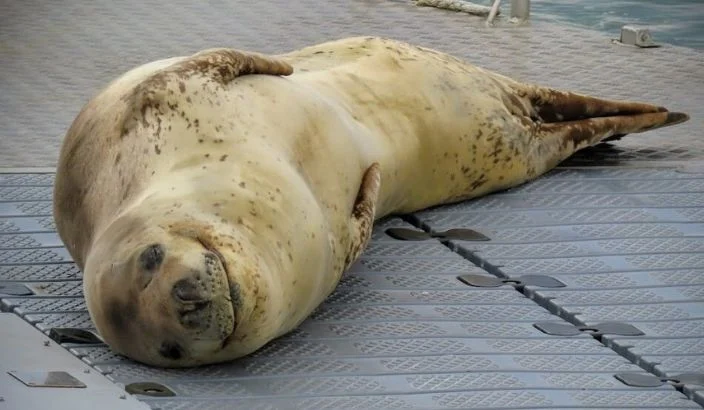 Māpua’s seal of approval