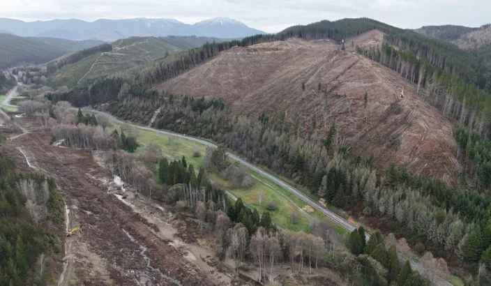 Three months on: recovery effort continues for 1.5 million storm-damaged trees