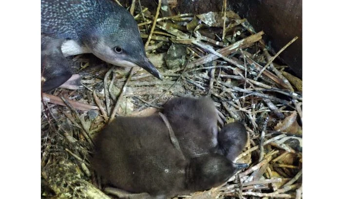 Mind your feet – breeding season for little blues