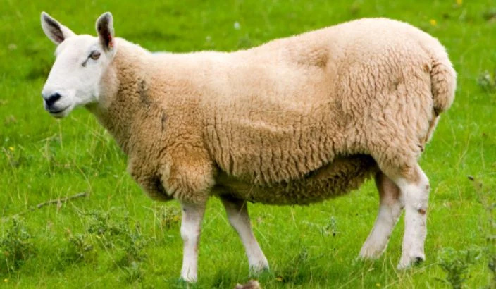 Why facial eczema-tolerant rams are your farm’s future