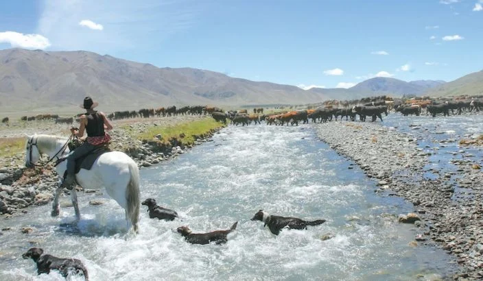 Heartbeat of the high country