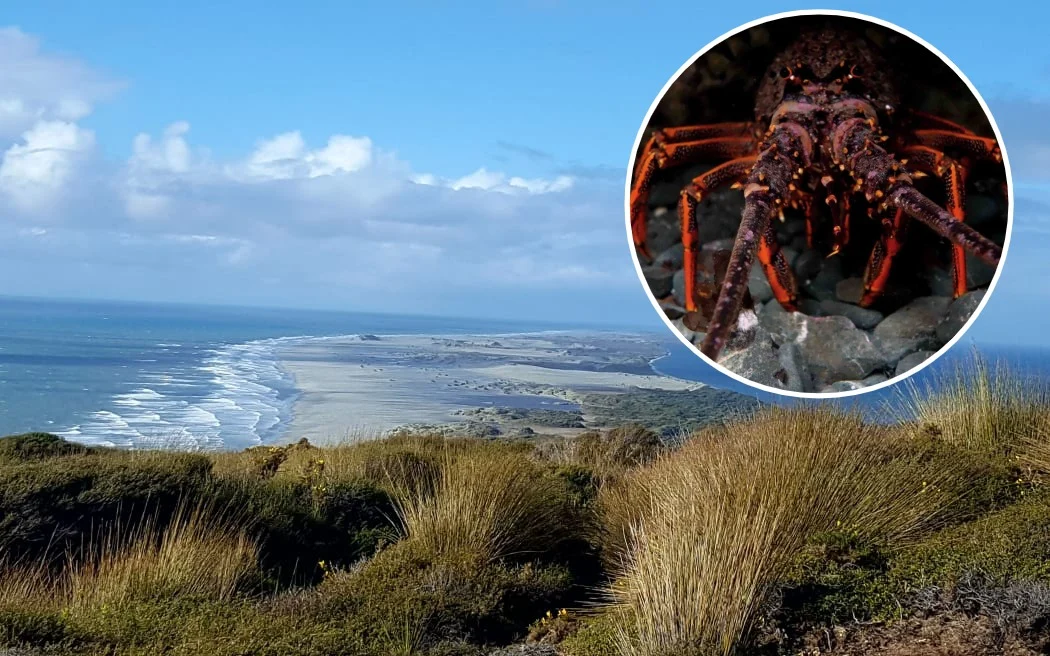 Crayfish crackdown: Nelson man Joshua Spooner in court over Facebook seafood sales