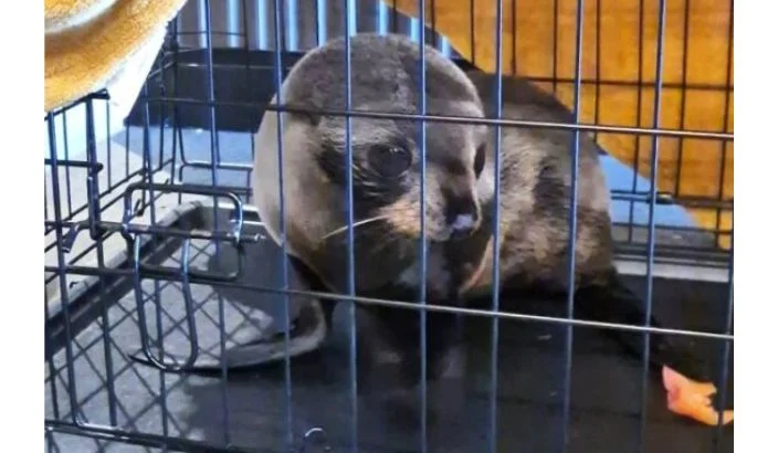 Seal of approval for local pub