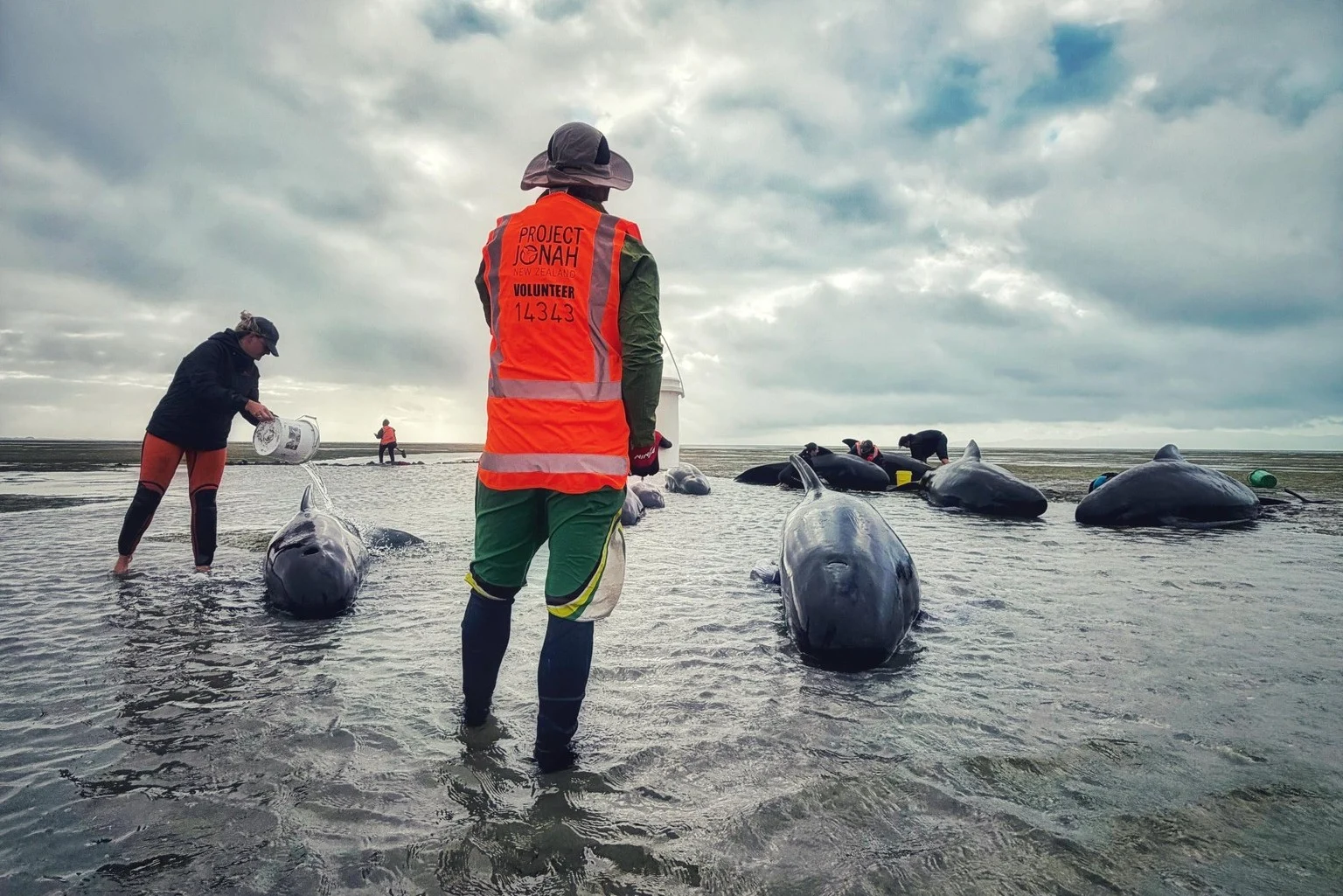 Whales continue to restrand