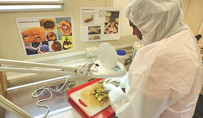 Public urged to watch for hornets and fruit flies threatening local horticulture