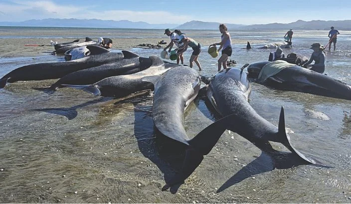 Farewell Spit stranding kicks off new year