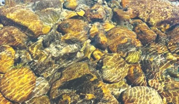 On alert for toxic algae in rivers