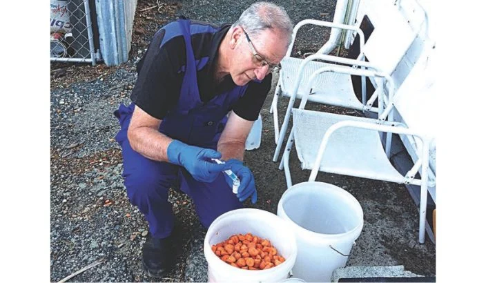 Rabbit boom has Tasman hopping