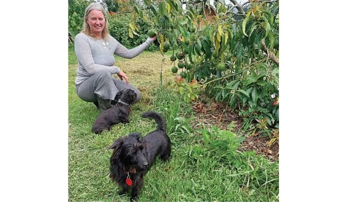 Avocado farming success in Golden Bay