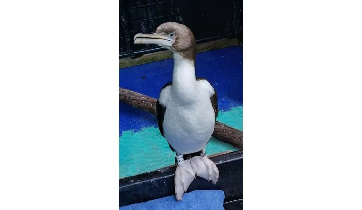 Rare king shag returns to the wild