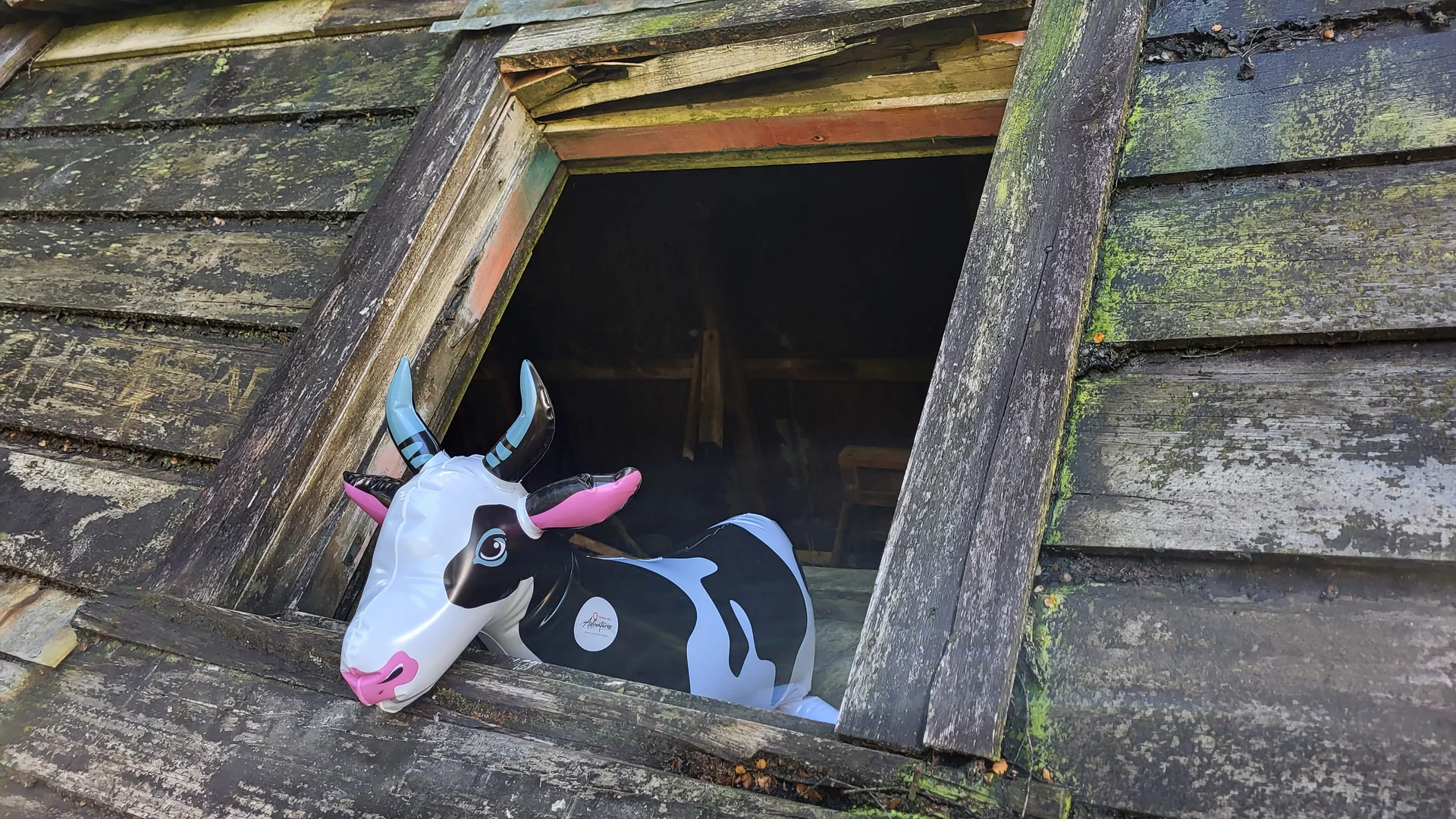 Inflatable cow keeps Tākaka Hill tale alive