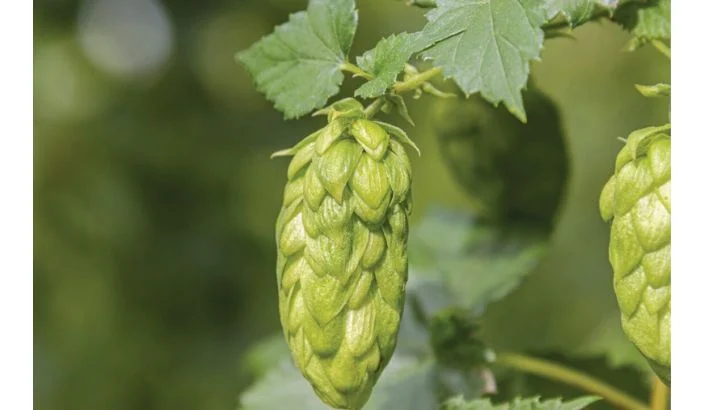 New NZ ‘Rhapzody’ hop variety hits commercial release