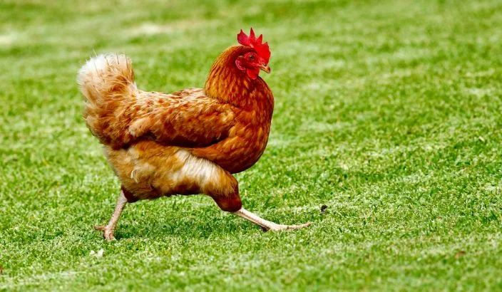 Chook-napper on the loose? Tasman residents report mystery chicken thefts